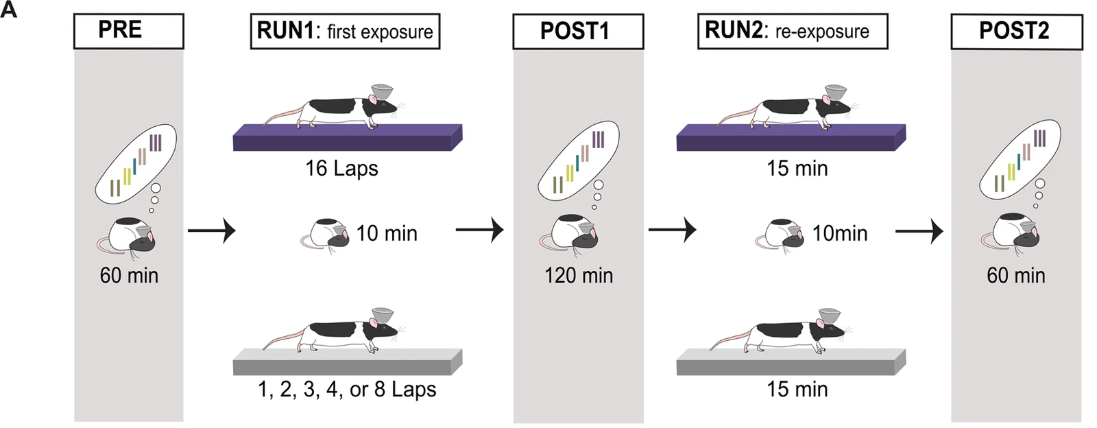 Experimental timeline with rest sessions before and after rats run 16 laps on one track and 1 to 8 laps on another, followed by re-exposure to both tracks.