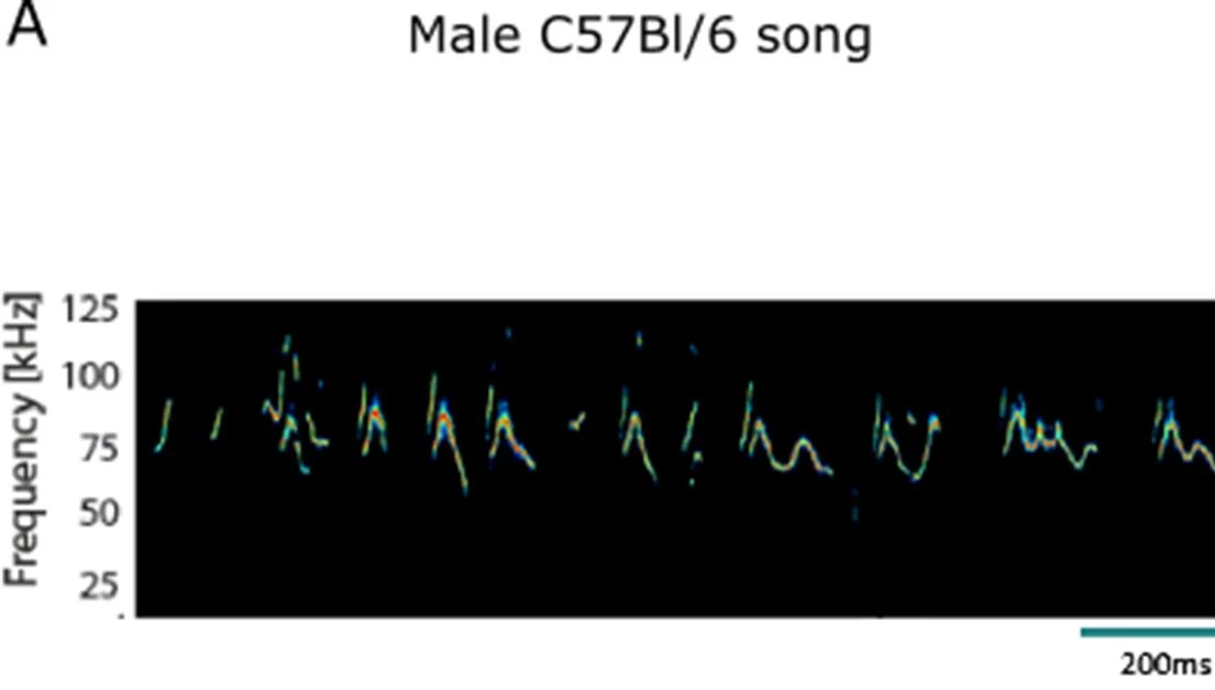 Spectrogram of a male mouse courtship song, with syllables between 50 and 110 kHz.