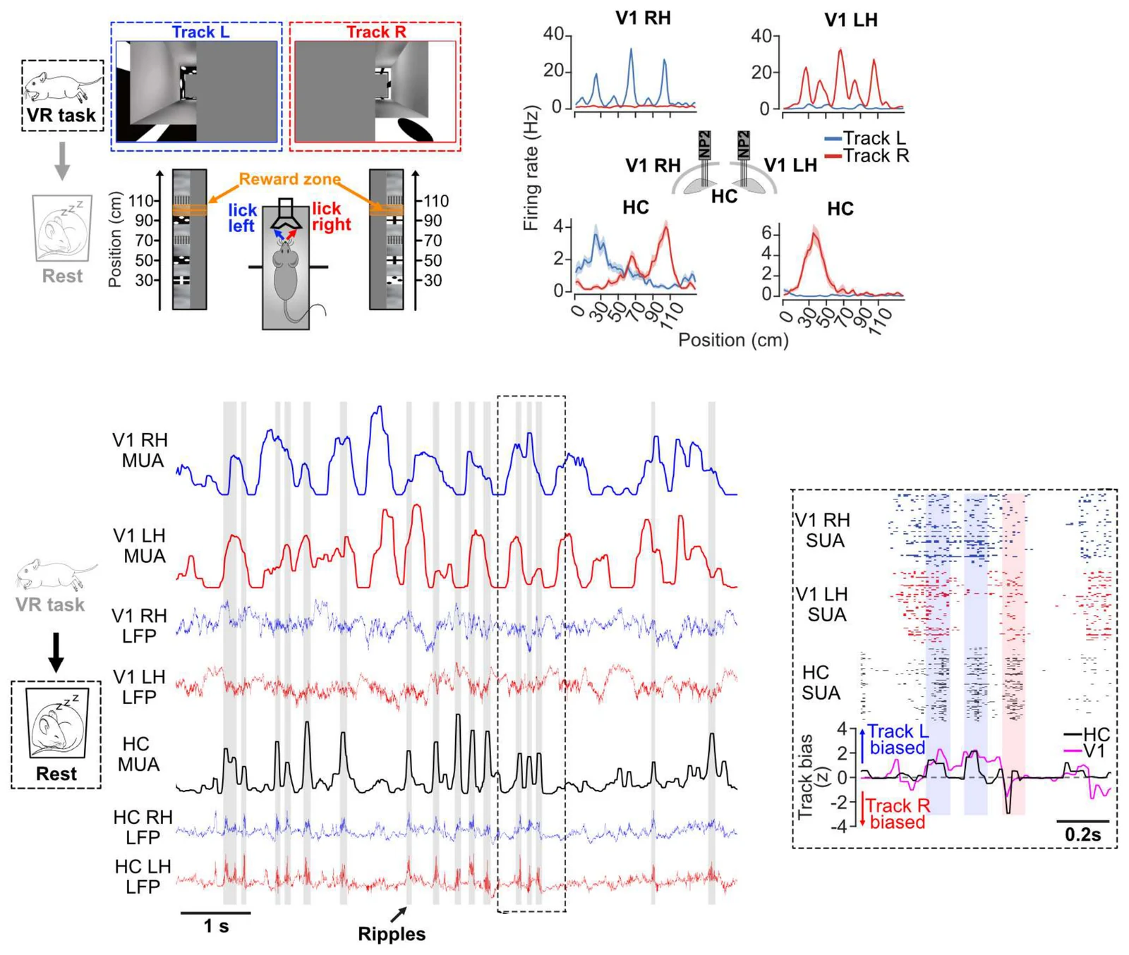 Four panels: a mouse running through two virtual reality tracks, each shown on one half of the screen; tuning curves of example neurons in left and right visual cortex and the hippocampus on each track; activity in visual cortex and the hippocampus during sleep, with ripples marked; and an enlarged period showing spiking in both regions and the decoded track bias during ripples.