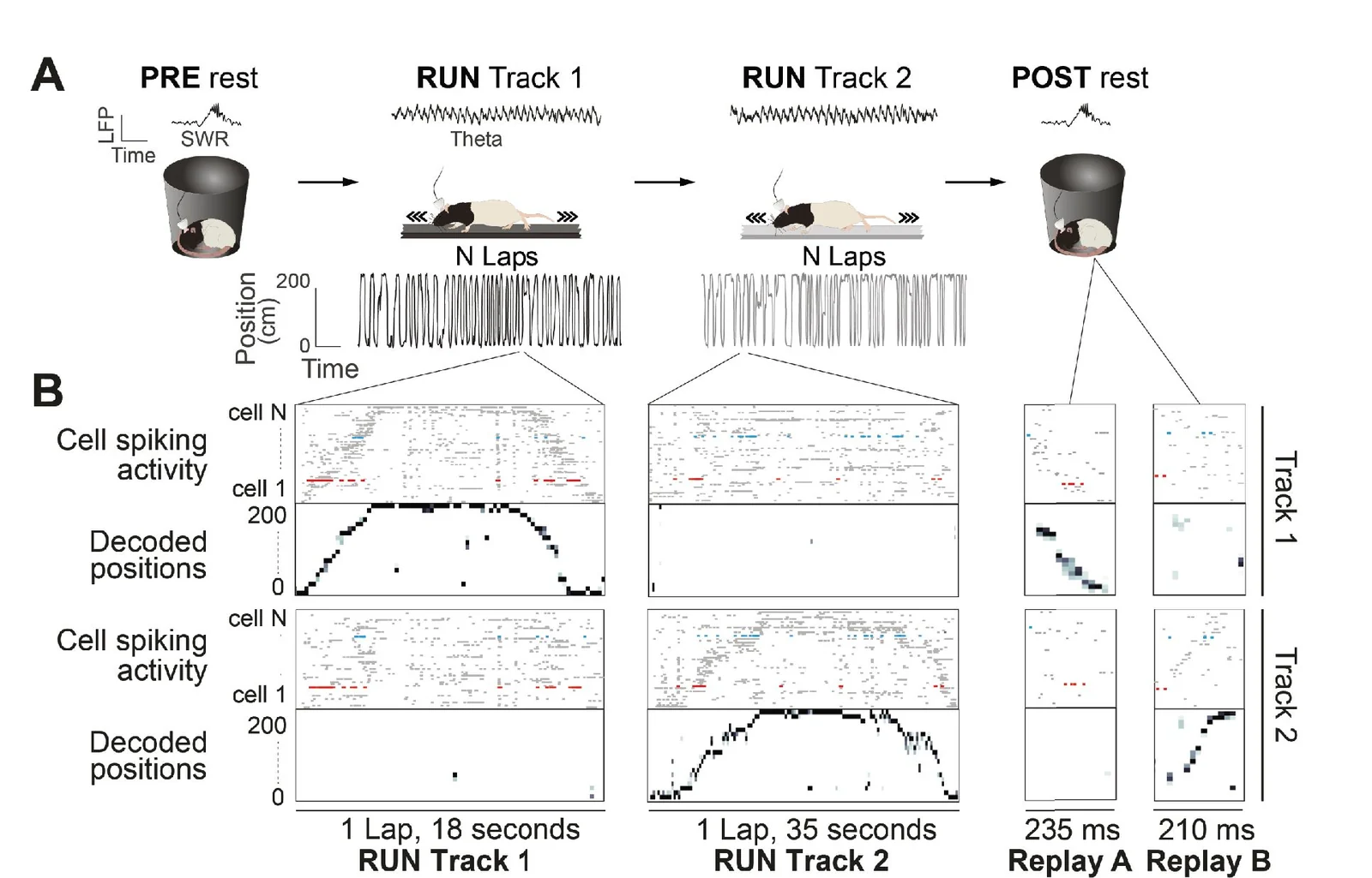 Spike rasters and decoded position for hippocampal place cells while a rat runs two tracks, and two replay events during rest afterwards.