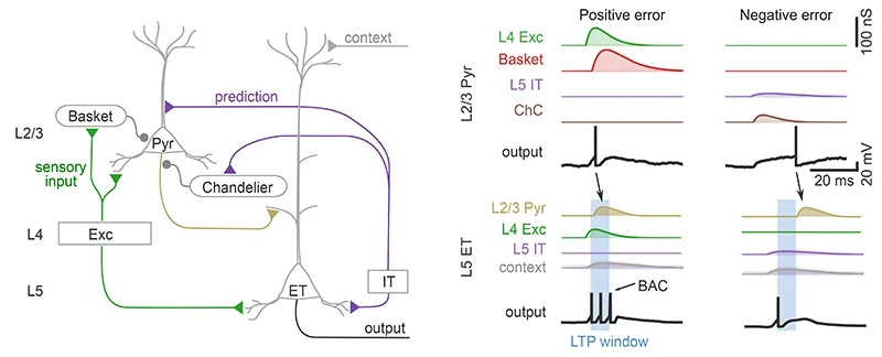 Left, a cortical circuit in which basket and chandelier cells gate an L2/3 pyramidal cell that projects to an L5 ET neuron. Right, simulated conductances and spikes for a positive and a negative prediction error.
